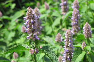 Purple Giant Hyssop - Agastache scrophularifolia