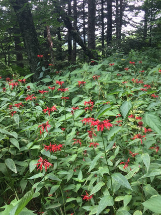 Scarlet Bee Balm - Monarda didyma
