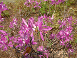 Rhodora - Rhododendron canadense