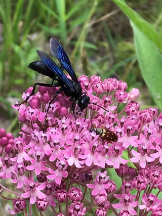 Rose Milkweed - Asclepias incarnata