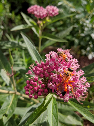 Rose Milkweed - Asclepias incarnata