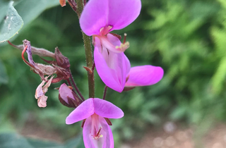 Showy Tick Trefoil - Desmodium canadense