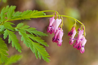 Fringed Bleeding Heart - Dicentra eximia