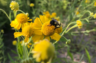 Sneezeweed - Helenium autumnale