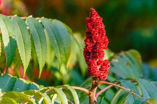 Staghorn Sumac - Rhus typhina