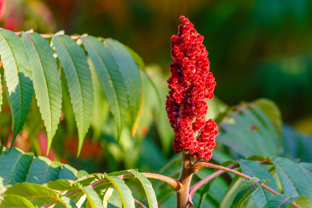 Bare Root Staghorn Sumac (Rhus typhina)