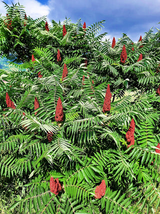 Staghorn Sumac - Rhus typhina