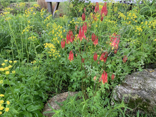 Wild Columbine - Aquilegia canadensis