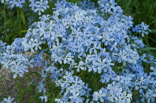 Woodland Phlox - Phlox divaricata