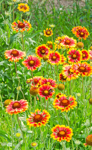 Blanket Flower - Gaillardia aristata