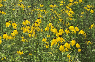 Yellow Coneflower - Ratibida pinnata