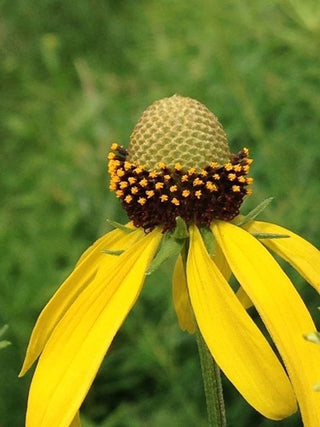 Yellow Coneflower - Ratibida pinnata
