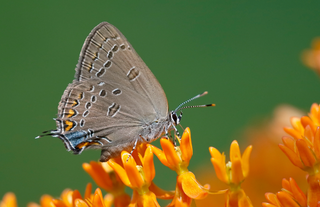 Butterfly Garden