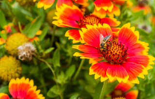 Dry Sandy Garden