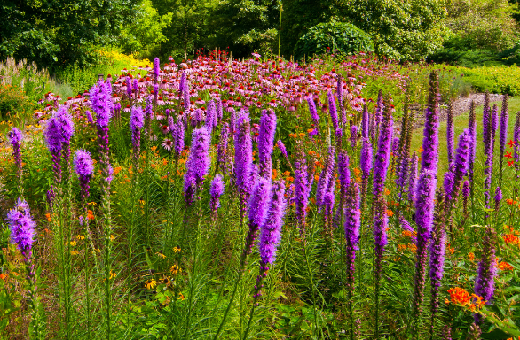 Garden Kits with Design Templates – Bagley Pond Perennials