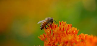 Andover Pollinator Pathways