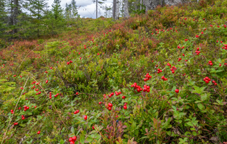 Groundcovers