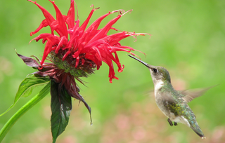 Hummingbird Garden