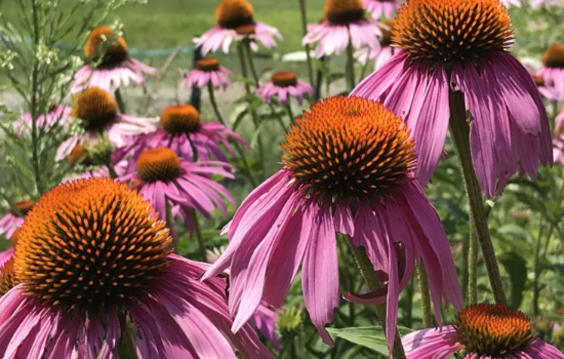 Native Perennials – Bagley Pond Perennials