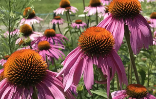 Native Perennials