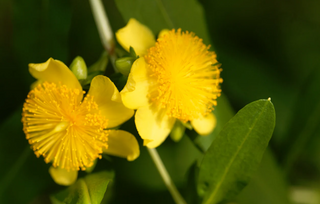 Native Shrubs