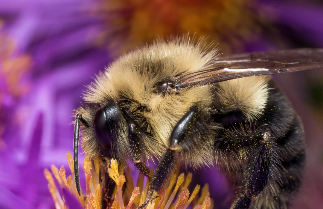 Pollinator Garden