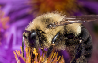 Pollinator Garden