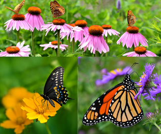 Butterfly Pack