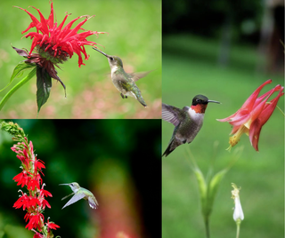 Hummingbird Pack