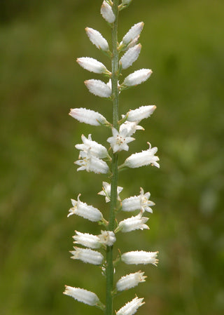 Unicorn Root - Aletris farinosa