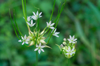 Meadow Garlic- Allium Canadense