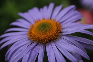 Aromatic Aster - Symphyotrichum oblongifolium