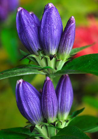 Bottle Gentian - Gentiana andrewsii