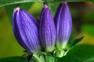 Bottle Gentian - Gentiana andrewsii