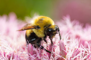 Pollinators Farm Tour