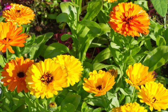 Calendula Sunset Mix - Calendula officinalis – Bagley Pond Perennials