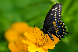 Lance Leaf Coreopsis - Coreopsis lanceolata