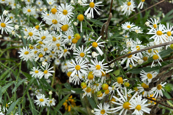 False Aster Boltonia Asteroides