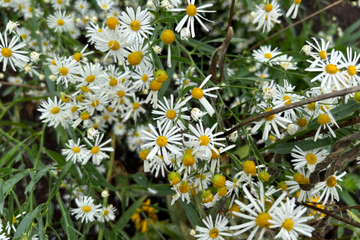 False Aster - Boltonia asteroides