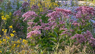 In Person Native Garden Design Consultation