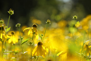 Green Headed Coneflower - Rudbeckia laciniata