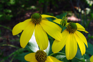 Green Headed Coneflower - Rudbeckia laciniata