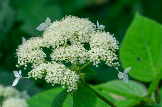 Smooth Hydrangea - Hydrangea arborescens