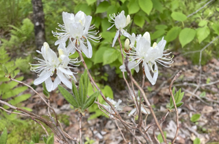 Rhodora - Rhododendron canadense alba