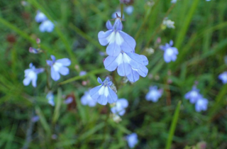 Kalm's Lobelia - Lobelia kalmii