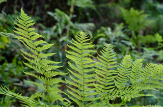 Lady Fern - Athyrium filix-femina