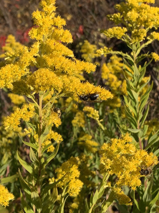 Late Goldenrod - Solidago gigantea