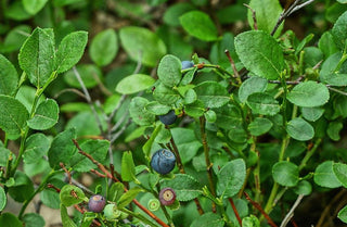 Lowbush Blueberry - Vaccinium Angustifolium