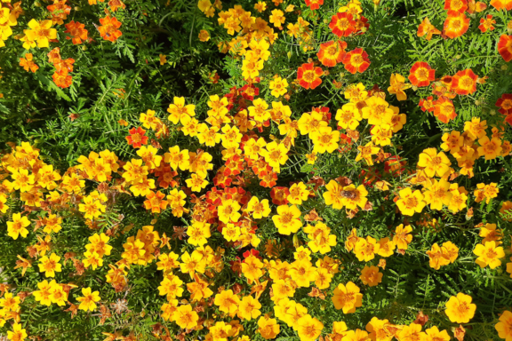 Marigold Starfire Mix - Tagetes signata – Bagley Pond Perennials