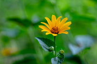 Pale-leaved Sunflower - Helianthus decapetalus